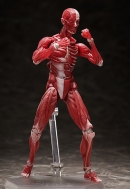 Фигурка Figma — The Table Museum — Human Body Mode