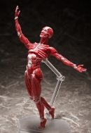Фигурка Figma — The Table Museum — Human Body Mode