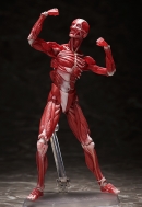 Фигурка Figma — The Table Museum — Human Body Mode