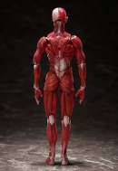 Фигурка Figma — The Table Museum — Human Body Mode