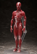 Фигурка Figma — The Table Museum — Human Body Mode