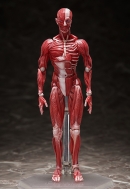 Фигурка Figma — The Table Museum — Human Body Mode